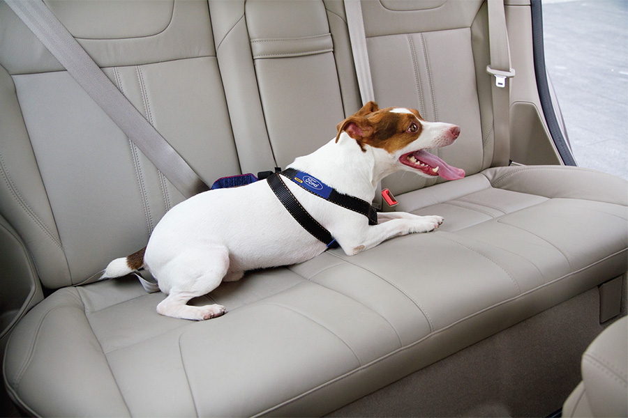 Travel safe with pet