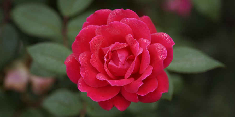 rose-color-valentine-pics01