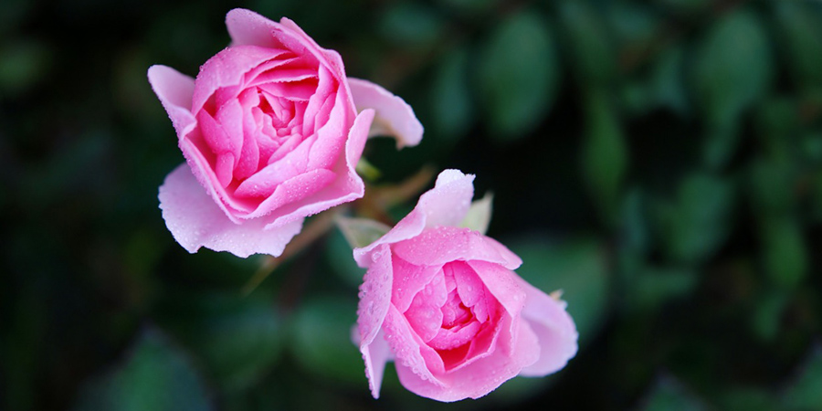 rose-color-valentine-pics02