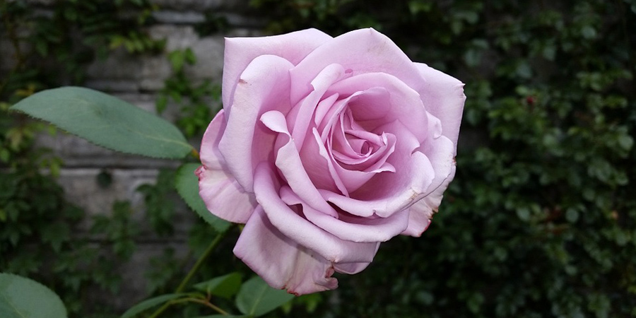 rose-color-valentine-pics07