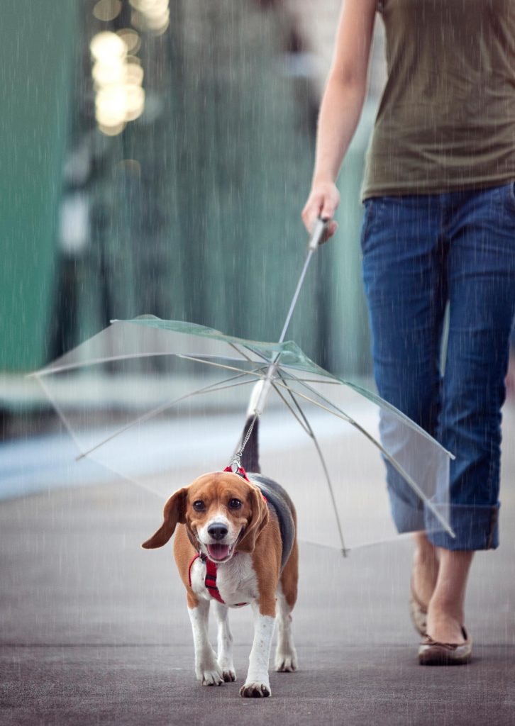 Dog-walk-umbrella1