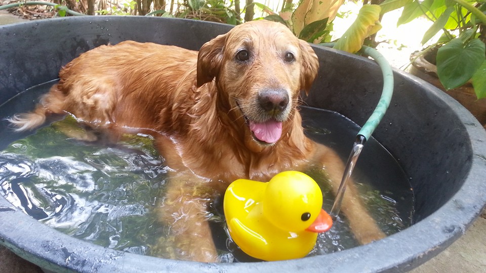 Panda-หมาลูกชิ้นโว๊ยยย